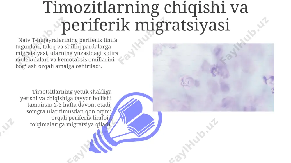 tomonidan taqdim etilgan o'z-o'ziga xos mhc molekulalariga bog'lanish orqali omon qoladi. e'tiboringiz uchun rahmat @taqdimot_robot image4.jpg image5.jpg image6.jpg image7.jpg image8.jpg image9.jpg image10.jpg image11.jpg image12.jpg image1.jpeg image2.jpeg image3.jpeg