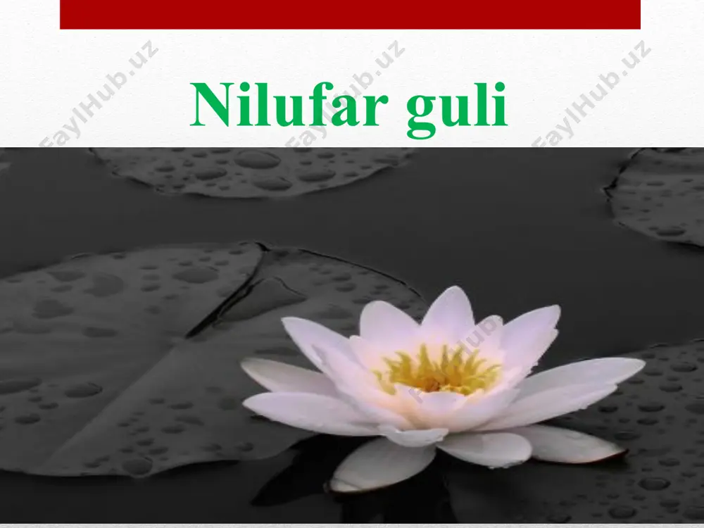 gullar-yashnar dillar - Page 2