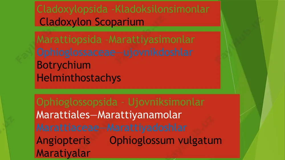 qirqquloqtoifa-polypodiophyta - Page 5