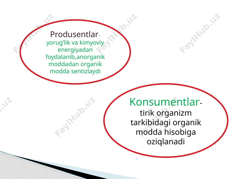 ekotizmlarning trofik strukturasi - Page 2