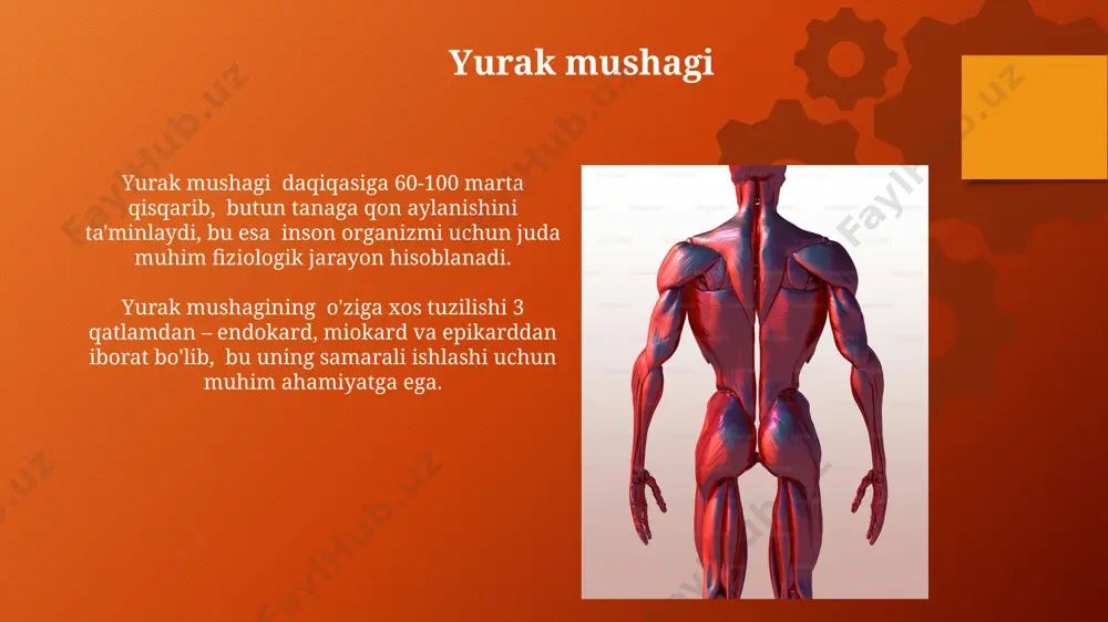 mushaklar turi, shakli - Page 5