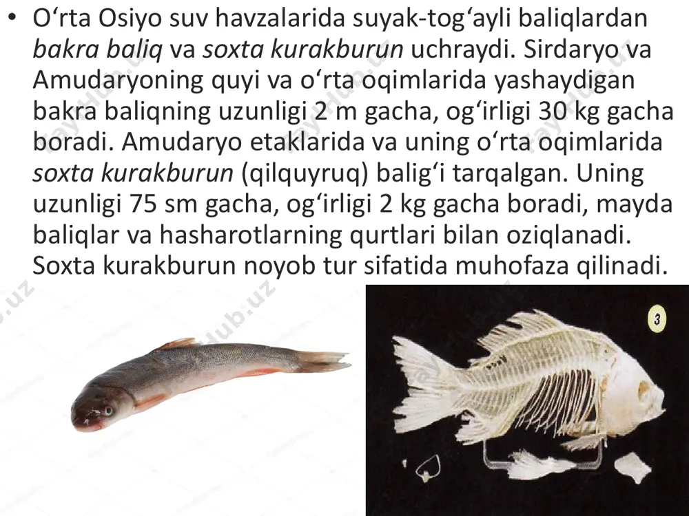 suyak-tog‘ayli baliqlar - Page 4