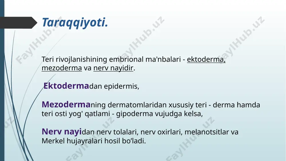 ishda ishtirok etadi. langergans hujayralar > epidermal makrofaglar. langerin moddasi viruslarni bog’lab, degradatsiyaga uchratadi. limfotsitlar > immun-himoya jarayonini hosil qiladi. 2. tikanaksimon qavat >5-10 qavat hujayralardan iborat. >hujayralar tarkibida keratinosomalar uchraydi. >sitoplazmatik o’simtalar orqali bir-biri bilan desmosomalar hosil qilib bog’langan. bazal va tikanaksimon qavatlar epidermisning o’suvchi – malpigi qavatini hosil qiladi. 19-20 kun ichida almashinib turadi. 3. donador hujayralar qavati >2-3 qavat, bir-biriga zich joylashgan duksimon hujayralardan iborat. >bu hujayralarda keratin, filaggrin, involyukrin, keratolinin oqsillari sintezlanadi. >keratogialin donachalari hujayraga donador ko’rinish beradi. >keratogialin va tonofibrillalar kompleksining bo’lishi muguzlanish jarayonining boshlanganligidan dalolat beradi. 4. yaltiroq qavat >yassi shakldagi keratinotsitlardan tashkil topgan. >keratogialin donachalari kuchli nur sindirish xususiyatiga ega elleidin moddasiga aylanadi. 5. muguz qavat >yadrosiz bir necha 10 qavat muguz tangachalardan tashkil topgan. bu tangachalar keratin va havo pufakchalari tutadi. >tushib turuvchi qavatni hosil qiladi. derma derma so’rg’ichli qavat >siyrak tolali biriktiruvchi to’qimadan iborat. epidermisga botib kirib, so’rg’ichlar hosil qiladi. >kollagen, …