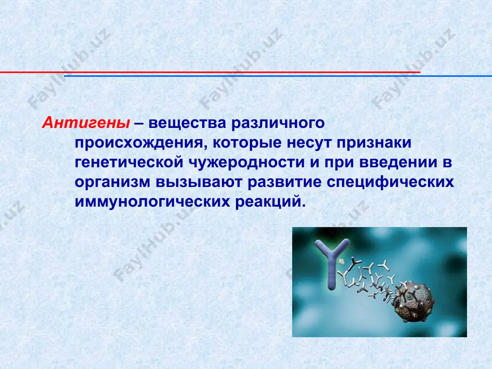 hla – a,b,c ii класс hla – d экспрессия на лимфоцитах, макрофагах, нефагоцитирующих клетках моноцитарного происхождения, дендритных клетках экспрессия на любых ядерных клетках взаимодействуют преимущественно с вирусными, опухолевыми и трансплантационными антигенами взаимодействуют преимущественно с антигенами бактерий и прочими молекулярными антигенами и гаптенами антигены человека и животных 2. аутоантигены – собственные антигены организма, которые при определенных условиях распознаются антителами как чужеродные и вызывают выработку иммунного ответа. а) врожденные антигены (головной мозг, передняя камера глаза, роговица, хрусталик, сетчатка, стекловидное тело, семенные канальца яичек, фолликулы щитовидной железы, подкожная жировая клетчатка, волосяные луковицы, рубцовая ткань, эмбриональные белки); б) приобретенные антигены (ожоговые, лучевые и др.). 3. перекрестнореагирующие антигены (гетероантигены) – общие для человека и микроорганизмов. антитела – белки (гликопротеины) сыворотки крови, образующиеся в ответ на введение антигена и обладающие способностью специфически взаимодействовать с антигенами, которые вызвали их образование. функции антител в организме: взаимодействие с комплементарными структурами антигена с целью его нейтрализации и последующей элиминации. обеспечение …