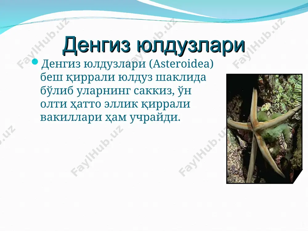 нинатанлилар (echinodermata) типи - Page 5