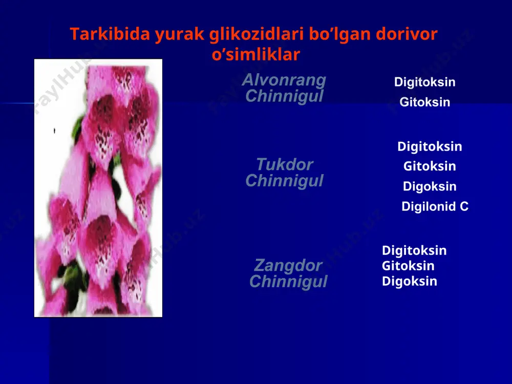 - xolesteramin, faollashtirgan ko'mir, vazelin moyi buyuriladi (ichakdan so'rilishini kamaytiradi). 6. aritmiyaga karshi dori vositalar: qorincha ekstrasistolida – ib guruh antiaritmik dv (lidokain). qorincha usti aritmiyalarda – betta-adrenoblokatorlar ёki sust kalsiy kanallari blokatorlari (verapamil). kuchli bradikardyada va av-blokadada – m-xolinolitiklar (atropin sulfat, platifillin). glikozid bulmagan kardiotonik vositalar. fosfodiesterasa ingibitorlari bu guruh preparatlariga amrinon, milrinon, enoksimon va boshqalar kiradi. hozirgi vaqtda ular o'tkir yurak yetishmovchilini davolashda apf ingibitolari, betta-blokatorlari, diuryetiklar, yurak glikozidlari, vazodilyatatorlar qo'llanganida natija bo'lmagan hollarda qo'llanadi. amrinon amp. 100 mg v 200 ml, v/i yurak va arteriolada fde-3 fermentni ingibirlaydi. kardiomiositlarda va gmk arteriolalarda samf oshiradi. kardiomiositlarga ca2+ ionlarini kirishini oshiradi, bu esa yurak mushaklari qisqaruvchanligini ortishiga, yani musbat inotrop tasir rivojlanishga olib keladi. bu gurkuh dorilari miolitik ta’sir ko'rsatadi, periferik kon tomirlarini umumiy qarshilik kuchini pasaytiradi, miokardga bo'lgan oldingi va keyingi zo'riqishni pasaytiradi. bu dori vositlari keng qo'llanmaydi, chunki klinik tekshiruvlar o'tkazilganda qorinchali aritmiya, bazida esa o'lim holatlarini …