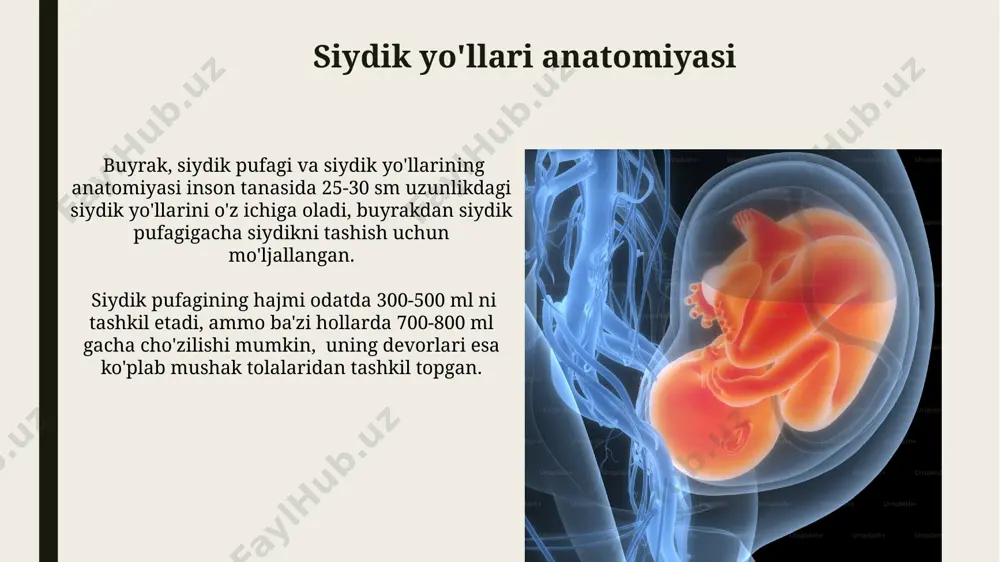 siydik pufagi anatomiyasi - Page 4