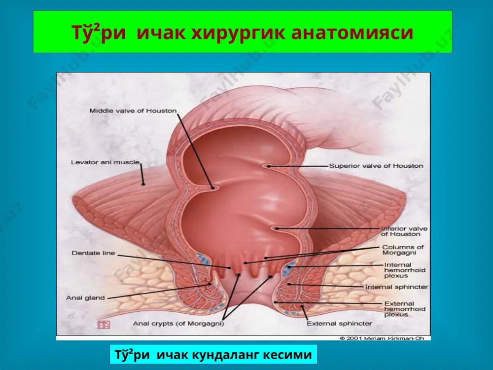 тўри ичак касалликлари - Page 4