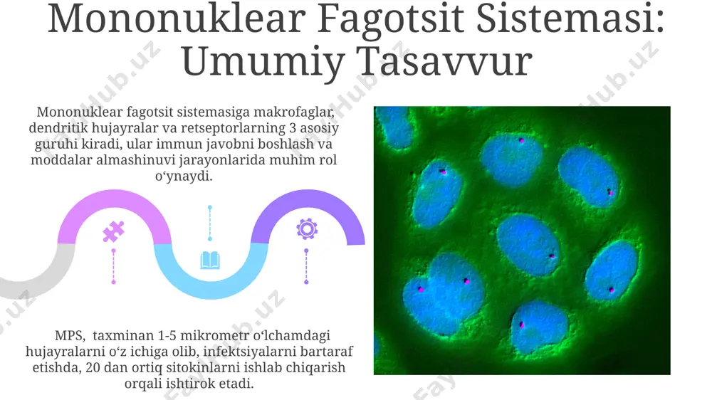 mononuklear fagotsit sistemasi: ta'rifi va tarkibi - Page 5