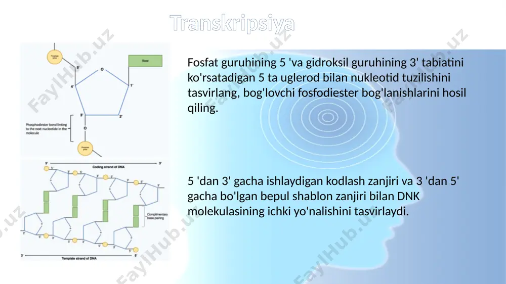 eraza mrnkgacha molekulasini soniyada 20 nukleotid tezligida hosil qiladi, shu bilan bir soat ichida bir xil gendan minglab mrnkgacha molekulalarni ishlab chiqarish imkoniyatini beradi. sintezning tez sur'atlariga qaramay, rnk polimeraza fermenti o'zining tuzatish mexanizmini o'z ichiga oladi. korrektor mexanizmlari rnk-polimeraza eksizion reaktsiyasi orqali o'sib boruvchi mrnk molekulasidan noto'g'ri nukleotidlarni (dnkning shablon zanjiriga qo'shimcha bo'lmagan) olib tashlashga imkon beradi.[1] rnk polimerazalar ma'lum bir dnk ketma-ketligiga yetganda tugaydi transkripsiya, rnk polimeraza ajralib chiqadi va mrnkgacha sintez tugaydi.[6] transkripsiyadan keyingi modifikatsiyalar sintez qilingan mrnkgacha molekulasi shablon dnk zanjiri bilan to'ldiruvchidir va kodlash dnk zanjiri bilan bir xil nukleotidlar qatoriga ega. ammo dnk va mrnk molekulalarining nukleotid tarkibida bitta muhim farq mavjud. dnk asoslardan tashkil topgan - guanin, sitozin, adenin va timin (g, c, a va t) - rnk shuningdek to'rt asosdan iborat - guanin, sitozin, adenin va urasil. rnk molekulalarida dnk asos timini o'rnini adenin bilan juftlashtirishga qodir uratsil egallaydi. shuning uchun mrnkgacha …