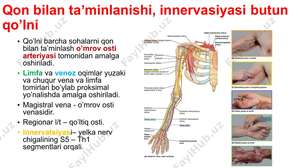 uchun togʼay bilan qoplangan kurak suyagining boʼgʼim chuqurchasi va yelka suyagining boshchasidan hosil boʼladi. boʼgʼim ustida kurakning akromial va tumshuqsimon oʼsiqlari orasida tortilgan akromial-tumshuqsimon boylamdan iborat kamar hosil boʼladi yelka bo’g’imi harakatlanishi: frontal atrofida – buki-lish-yozilish; sagital atrofida – yaqin-lashtirish - uzoqlashtirish; vertikal atrofida– qoʼlni ichkariga va tashqariga aylantirish. qon bilan taʼminlanishi kurak usti va toʼsh-akromial arteriyalari hamda yelka suyagini qamrab olgan ol-dingi va orqa arteriyalari orqali amalga oshiriladi. qoʼltiq osti va kurak usti nervlari orqali innervatsiya qilinadi. yelkaning oldingi sohasi qavatma-qavat topografiyasi teri teri osti yogʼ kletchatkasi fassiyalar - yuzaki - xususiy(medial va lateral toʼsiqlar) bukuvchi mushaklar - ikki boshli(bitseps) - tumshuqsimon-elka mushagi - yelka mushagi yelkaning oldingi sohasi qon bilan taʼminlanishi va innervatsiyasi yelka arteriyasi, ikkita juft venalar va medial egatda yotuvchi oʼrta nervlardan iborat tomir-nerv tutami (tnt),. tirsak nervi yelka arteriyasidan 1 sm medial sohadan oʼtadi. mushak-teri osti nervi yelka va yelkaning ikki boshli mushagi orasidan pastga …