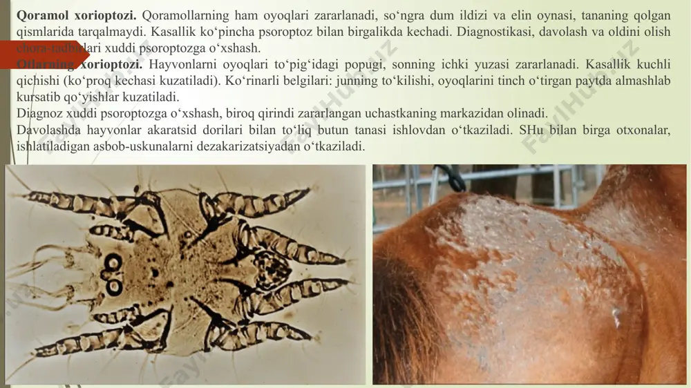 l olinadi va ustiga olingan qirindidan solinadi va 1-2 minut davomida biroz qizdiriladi. so‘ngra 3-5 minut o‘tgach 55%-li shakar yoki 60%-li giposulfit eritmasi bilan to‘ldiriladi va 5 minut tinch joyda saqlanadi. ushbu muddat o‘tgach namunaning yuzasidan simli ilmoq yordamida bir-ikki tomchi olib buyum oynachasiga o‘tkaziladi, qoplag‘ich oyna bilan yopib mikroskopda tekshiriladi. bunda o‘lgan kanalar yoki ularning bo‘laklarini topishimiz mumkin. vital usul – bu nafaqat tirik kanalarni topishga qaratilgan, balkim olib boriladigan davolash ishlarining samaradorligini baholashda xizmat qiladi. bunda bir nechta usullar mavjud. 1. priselkova d.a. usuli. qirindi laboratoriya tavoqchasiga yoki soat oynachasiga solinadi va uning ustiga hajmi jihatdan ikki marotaba ko‘p kerosin qo‘shiladi va olingan qatqaloqlar igna yordamida aralashtiriladi. tayyorlangan materialdan ezilgan (majag‘langan) surtma tayyorlanadi va mikroskop ostida tekshiriladi. qo‘tir kanalari kerosinda 4 soat mobaynida o‘zining hayotchanligini saqlab qoladi. 2. teridan olingan qirindi soat oynachasiga o‘tkaziladi, ustiga hajmi jihatdan sakkiz marotaba ko‘p miqdorda oddiy suvdan solinadi va 15 minut davomida …