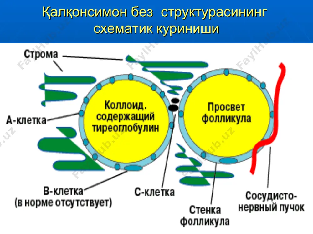 htiyotlik bilan yondoshish lozim. o.v. nikolaev bo'yicha - subtotal sub-fastsial strumektomiya amaliyoti. drachinskaya, breydo usullari (bez to'qimasi-dan qaerda va qancha qoldirilishi bilangina farqlanadi). enukleatsiya (tugunni bez to'qimasidan sidirib olish). mikulich usuli (bez tugunini yon tuqimalari bilan rezektsiya qilish). operativ usullar: asoratlar: intraoperatsion: qon ketishi qaytuvchi nervlar zararlanishi havo emboliyasi paraqalqonsimon bezlarning shikastlanishi o'tkir asfiksiya postoperatsion: tireotoksik kriz paratireoid teta-niya traxeomalyatsiya gipotireoz afoniya buqoq profilaktikasi umumiy: aholini yodlangan tuz iste-mol qilishi, sanitariya-gigiena qoidala-riga rioya qilishi, stress ta'sirini kamayti-rish, ratsional ovqatlanish. individual: mirodozada yod moddalari va antistrumin qabul qilish