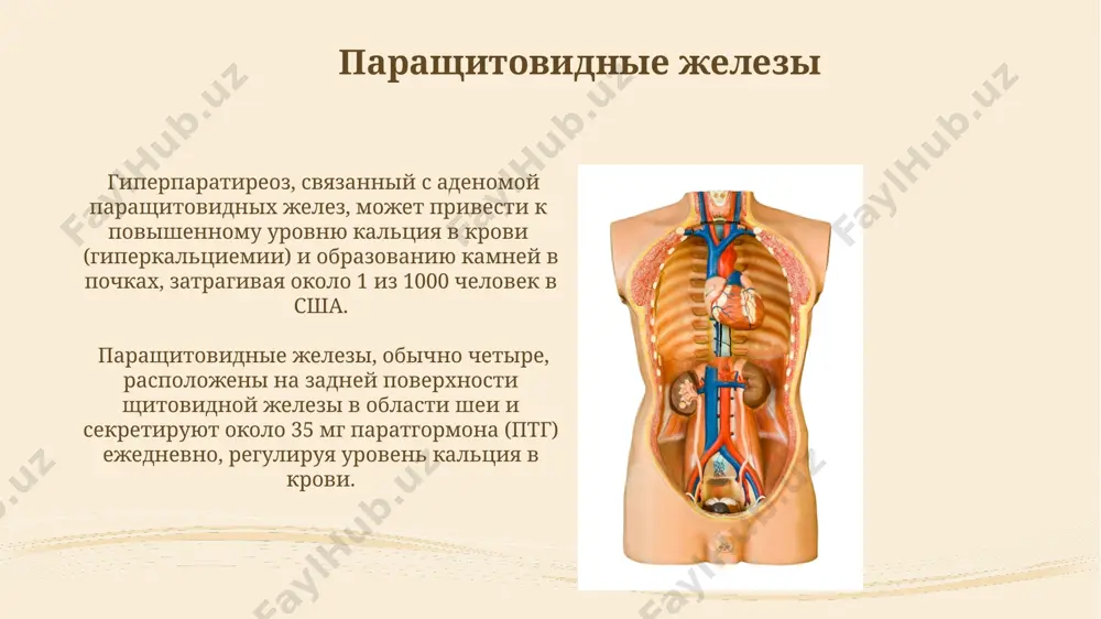 эндокринная система организма - Page 4