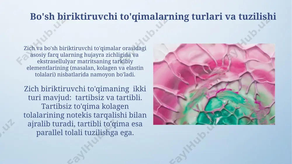 qon va siyrak tolali biriktiruvchi toʻqimalarning oʻzaro munosabati - Page 4