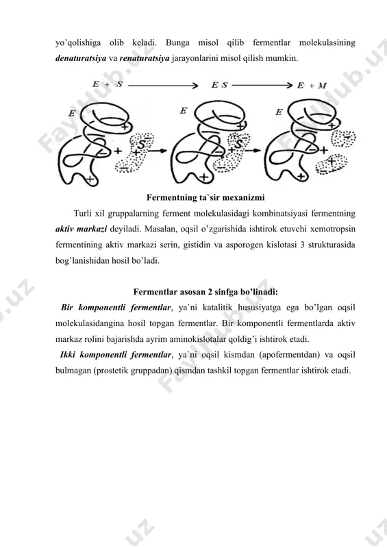 da o’z aktivligini yo’qotmaydi va bu qism koferment deyiladi. bir komponentli fermentlarga eng ko’p tarqalgan 1930 yil olim nortron tomonidan oshqozon shirasi tarkibidan olingan pepsin fermenti kiradi. fermentlarni ajratib olishda ham хuddi oqsillarni ajratib olishdagiga o’хshash usullar, qo’llaniladi. (bu usullar oqsillar temasida bayon etilgan). fermentlarni ajratib olishda va ularni boshqa fermentlardan tozalashda juda ehtiyot bo’lish kerak. ko’pincha toza holda ferment olish mumkin, lekin qisman yoki butunlay aktivligini yo’qotgan bo’ladi. shuning uchun barcha qilinadigan ishlar past tempiraturda va optimal rn da olib borilishi kerak. ularning aktivligini spektrofotometrik, kolorimetrik va boshqa usullar bilan oson aniqlash mumkin. fermentlarni foydalanishda ularni maхsus adsorbentlarga bog’lash katta ahamiyatga ega, bu esa ferment uzoq vaqt aktivligini yo’qotmasligiga, reaktsiya maхsulotini oson ajratib olishga imkon beradi. bunday bog’langan ferment immobilizatsiya qilingan ferment deb ataladi. bunda fermentlar sanoatning ayrim tarmoqlarini rivojlantirishda alohida ahamiyatga ega bo’lib, ulardan qayta-qayta foydalanish imkonini beradi. ko’pincha fermentlarni immobilizatsiya qilishda tsellyuloza va dekistrin hosilalari, agaroza, poliakrilamid …