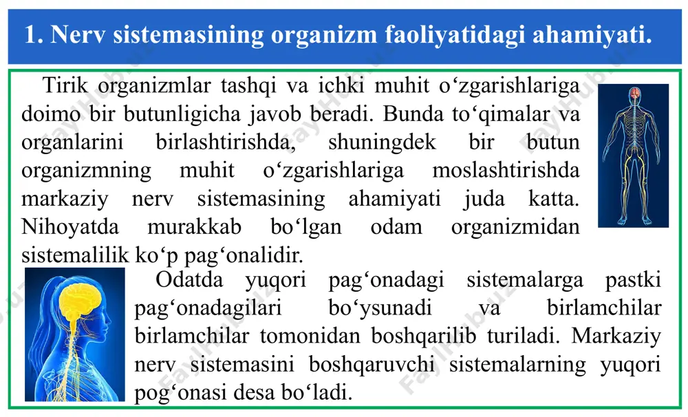 lari. hozir mediator deb ataladigan moddalarning kimyoviy tuzilishi har xil. monoamen guruhi asetixolin dofamin noradrenalin serotonin gistamin 2. nerv markazlari, ularning fiziologik xossalari. mnsning elementar birligi boʻlmish neyronga hamintegrativ (birlashtiruvchi) faoliyat xosdir. markaziy nerv sistemasining tashkil qiluvchi neyronlarning nisbatan sodda va murakkab zanjirlarga ulanishi, ixtisoslashgan neyronlar birligi – nerv markazlarini hosil qilish integrativ faoliyatning yuqori pagʻonaga koʻtarilishiga imkon tugʻdiradi. neyron zanjirlari va nerv markazlari hosil boʻlishi va faolashishining ma’lum tomonlari va qoidalari bor. bulardan divergensiya va konvergensiya, okklyuziya, fazodagi va vaqtdagi qoʻshilishni nerv markazlaridan qoʻzgʻalishning oʻtkazilishi qonunlari va xususiyatlari hamda boshqalarni koʻrsatish mumkin. 2. nerv markazlari, ularning fiziologik xossalari. pereferik reseptorlar bilan bogʻliq boʻlgan aferent neyron aksoni orqa miyaga kirib shoxlanishi divergensiya deyiladi. shu yoʻl bilan hosil boʻlgan kolateralar (yon shoxlar) talay signal neyronlar bilan bogʻlanadi. divergensiya tufayli aferent axborot bir vaqtning oʻzida mnsning koʻp qismlariga etib boradi. impuls oʻtkazadigan koʻpgina yoʻllar bitta neyronda yigʻilishib, konvergensiya deyiladi. masalan, orqa miyadagi …