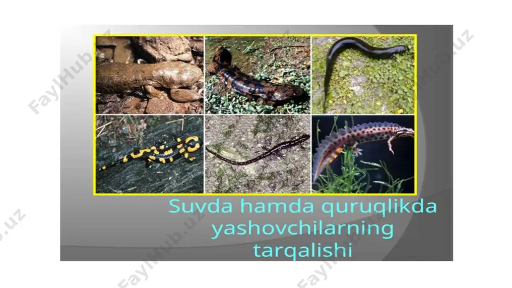 o'zidan suv va gazni o'tkazadi. tuxumida qattiq tuxum pardasi bo'lmaydi, tuxumlari, odatda, suv muhitidagina rivojlanadi. tuximidan chiqqan lichinka (itbaliq) suvda hayot kechiradi. ular hayoti davomida metamorfozni boshidan kechiradi, ya’ni suvda yashaydigan lichinkalik davridan quruqlikda yashaydigan voyaga yetgan davriga aylanadi va shu munosabat bilan jabra bilan nafas olishdan o'pka bilan nafas olishga o'tadi. amfibiyalarda o'pkasining paydo bo'lishi natijasida qon aylanish sistemasida va harakat organlarida ham o'zgarishlar ketadi, ya’ni voyaga yetgan amfibiyalar uchun sharnir bo'g'inli besh barmoqli juft oyoqlar xarakterlidir. amfibiyalarning o'pkasi yaxshi rivojlanmagan, shuning uchun ularning terisi ham qo'shimcha nafas olish organi vazifasini bajaradi. bosh skeletining ensa qismida ikkita ensa bo'rtmasi bo'yin umurtqasi bilan harakatchan qo'shiladi. tanglay-kvadrat tog'ayi miya qutisiga qo'shilib ketadi (autostiliya), tilosti yoyining ustki elementi hisoblangan giomandibulyare — osma suyak o'rta quloq bo'shlig'ida joylashadigan uzangi suyagiga aylanadi, chanoq kamari dumg'aza umurtqasining ko'ndalang o'simtalariga yopishib turadi. ikkita (to'liq ajralmagan) qon aylanish doirasi yuzaga kelgan, yuragi uch kamerali, ya’ni ikkita yurak …