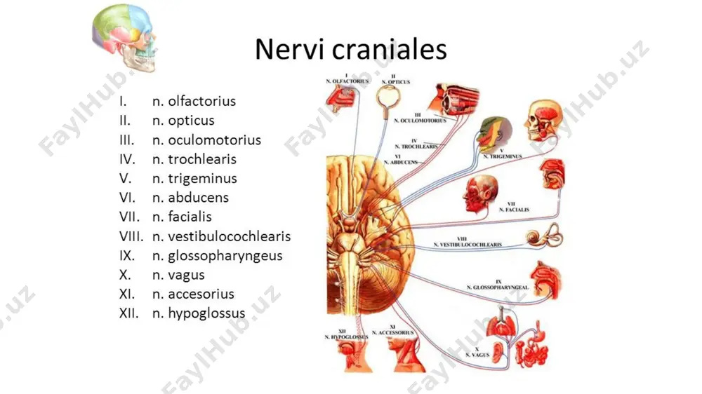 iqadi. orqa miya ildizi (radix spinalis) yuqoriga ko'tarilib, katta teshik orqali kalla ichiga kiradi va bosh ildizi (radix cranialis) bilan qo'shiladi. hosil bo'lgan qo'shimcha nerv ikki shoxga bo'linadi. ichki shox (r. internus) adashgan nervga qo'shiladi. tashqi shox (r. externus) bo'yinturuq teshigi orqali tashqariga chiqadi. teshikdan chiqqanidan so'ng nerv orqa tomonga yo'nalib, trapetsiyasi mushaklami innervatsiya qiladi. xii. nervus hypoglossus xii juft, til osti nervi (n. hypoglosus) harakatlantiruvchi nerv. uning bitta harakatlantiruvchi o'zagi uzunchoq miyada joylashgan. nerv uzunchoq miyadan piramida bilan olivaning o'rtasidan chiqadi. kalla bo'shlig'idan o'z nomidagi kanal orqali chiqib, ravoq hosil qilib, oldinga va yuqoriga tilga qarab yo‘naladi. til ichida til shoxlariga (r. linguales) bo'linib, til mushaklarini innervatsiya qiladi. til osti nervidan chiquvchi radix superior bo'yin chigalining pastki shoxi bilan qo'shilib, bo'yin sirtmog'ini hosil qiladi. uning shoxlari til osti suyagidan pastda joylashgan mushaklami innervatsiya qiladi. ﻿ i. ii. ﻿ inoyatov a.a. iii. inoyatov a.a. iv. v. ﻿ inoyatov a.a. vi. …