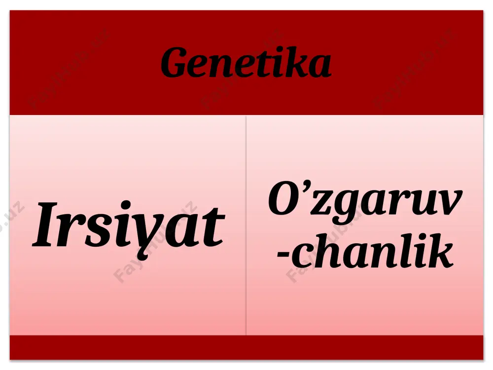 daminant geterozigotali organizm aa retsessiv gomozigotali organizm gameta olish aa a aa a a aa a mendelning birinchi qonuni p aa x aa g a a f1 aa mendelning ikkinchi qonuni p aa x aa g a a a a f2 aa aa aa aa 1 ta aa daminant gomozigotali 2ta aa daminant geterozigotali 1 ta aa retsessiv gomozigotali aabbdd aabbdd aabbdd monoduragay chatishtirish 1-masala qora ko‘zli geterozigota erkak bilan ko‘k ko‘zli ayol turmush qurishdi. farzandlarning ko‘zi qanday rangda bo‘lishini aniqlang (ko‘k ko‘z – autosoma bilan bog‘langan retsessiv belgi). fen: ko’k qora p gen: ♀ aa x ♂ aa gameta: a a a f1 fen: qora ko’k gen: aa aa fen: 1:1 gen: 1:1 monoduragay chatishtirish yechish fen: uzun kalta p gen: ♀ aa x ♂ aa gameta: a a f1 fen: uzun gen: aa 100% fen: uzun uzun p gen: ♀ aa x ♂ aa gameta: a a a …