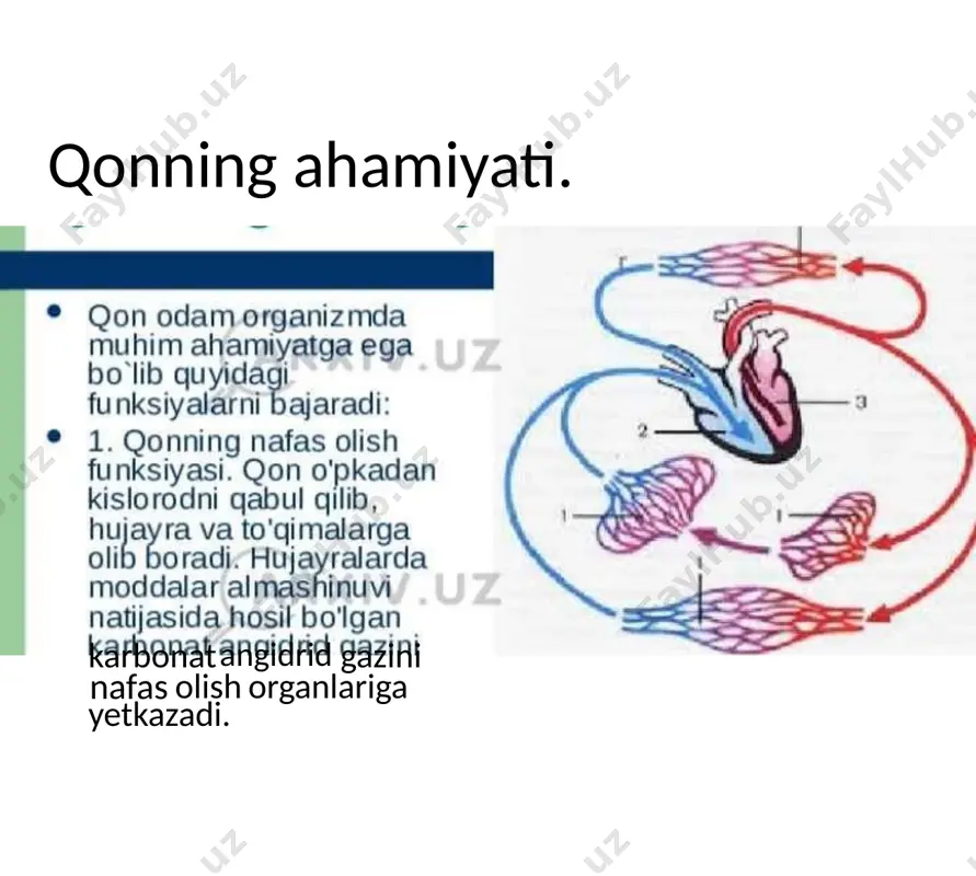 qonning tarkibi va xususiyatlari - Page 5