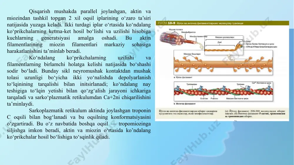 , atfni adf va h3 po4 ga parchalaydi. miozin bilan adenil kislotaning fermentativ dezaminlanishi bog‘liqdir. og‘ir zanjirlar uzun o‘ralgan α-spiralni hosil qiladi. har bir og‘ir zanjir oxiri yengil zanjirlar bilan globulani (molekula «boshchasini») hosil qiladi, u esa aktin bilan bog‘lanish xususiyatiga ega. bu boshchalar molekula asosiy o‘qidan bo‘rtib turadi. miozin boshchasida joylashgan yengil zanjirlar miozinning atf-aza faolligini ko‘rsatishda ishtirok etadi. aktin miofibrillalar quruq massasining 20% ini tashkil etadi. aktinning 2 shakli ma’lum: globulyar (g-aktin) va fibrilyar (f-aktin). g-aktin molekulasi 42000 mol og‘irlikka ega bo‘lib 374 aminokkislota qoldig‘idan iborat bo‘lgan 1 ta polipeptid zanjirdan iborat. f-aktin g-aktin polimerlanish mahsuloti bo‘lib, qo‘sh spiralli strukturaga ega (116-rasm). mushak qisqarganda miozin f-aktin bilan birikadi va yangi oqsil kompleksi — aktomiozinni hosil qiladi. aktomiozin atf-aza faolligi miozin faolligidan ingibirlovchi moddalar va optimal ph muhit bilan farqlanadi. tropomizon molekulasi α-spiraldan iborat bo‘lib, uzunligi 40 nm bo‘lgan o‘q shakliga ega, molekulyar og‘irligi 65000. tropomiozin miofibrilla oqsillarini 4-7% …