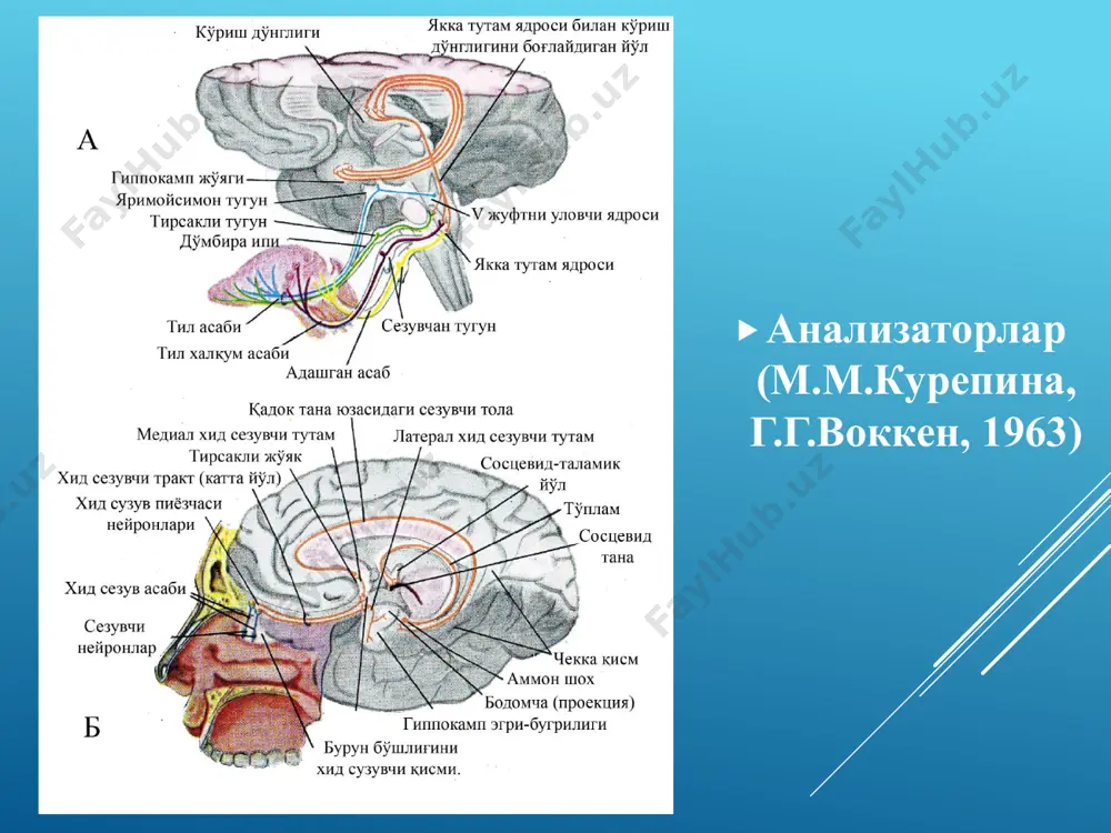 сенсор (анализаторлар) тизими физиологияси - Page 4