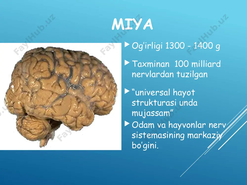 mispheres: parietal, occipital, temporal, and frontal. www.arxiv.uz katta miyaning bo‘ylama yorig‘i (fissura longitudinalis cerebri) uni o‘ng va chap yarimsharlarga ajratadi. yarimsharlar o‘zaro qadoq tana (corpus collosum) vositasida qo‘shilgan. yarimsharlar orqa tomonda ko‘ndalang yorig’ (fissura transversa cerebri) vositasida miyachadan ajrab turadi. miya yarimsharlarining tashqi yuzasi turli chuqurlikdagi egatlar (sulci cerebri) joylashgan. chuqur egatlar yarimsharlarni bo‘laklarga (lobi cerebri) ajratsa, mayda egatlar pushtalarni (gyri cerebri) chegaralaydi. yangi tug‘ilgan chaqaloq bosh miyasi nisbatan katta bo‘lib, uning og‘irligi o‘rtacha og‘il bolalarda 390g, qiz bolalarda 355g bo‘ladi. to‘rt yoshgacha miya, bo‘yiga va balandligiga bir tekis o‘sib, uning og‘irligi bir yoshda 2 marta, 3-4 yoshda 3 marta oshadi, 7 yoshdan so‘ng miya og‘irligi sekin o‘zgarib, 20 yoshda erkaklarda 1355g, ayollarda 1220g ni tashkil qiladi. bosh miyani ayrim qismlari bir xil o‘smaydi. peshona va tepa bo‘laklari nisbatan tez o‘ssa, ensa bo‘lagi esa juda sekin o‘sadi. miya so‘g‘oni miya so‘g‘oni (truncus ensephali) tarkibiga uzunchoq miya (medulla oblangata), ko‘prik (pons) …