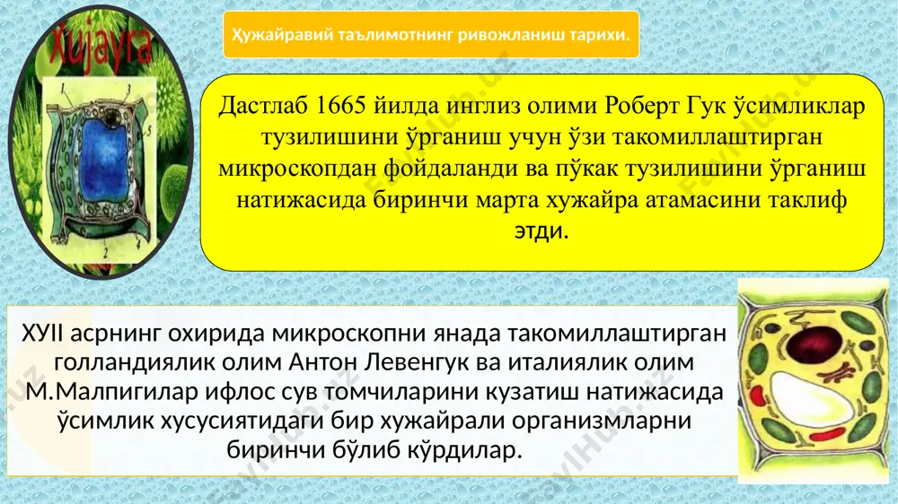 бўлади. ҳужайранинг тузилиши. ҳужайра органоидлари хужайра пўсти ҳужайра мембранаси ядро ядроча эндоплазматик тўр рибосомалар голжи аппарати пластидалар митохондриялар литзосомалар вокуола протоплазма хужайра пўсти. хужайра пўсти орқали сув ва сувда эрига кичик молекулали моддалар эркин, қаршиликсиз ўтиб, плазмолемма сатхига боради.. хужайра мембранаси. хужайранинг ташқи мухит билан бўладиган алмашув муносабатлари ва протопласт ичида рўй берадиган ҳаётий жараёнлар махсус мембрана тизими оркали амалга ошади. протопласт ва ундаги органоидлар мембрана қавати билан копланган. яъни ҳар бир органоид ҳам протоплазма каби ўзининг мембранаси билан тавсифланади. ядро. асосий вазифаси шундаки, у хужайра, тўқима, орган ва бутун ўсимлик учун зарур бўлган барча физиологик, биокимёвий жараёнларни бошқариб туради ва ахборот маркази саналади. ядро таснифий оқсилларни синтез қилиш ва ирсий белгиларни сақлаб, авлоддан авлодга бериш дастури билан тавсифланади. пластидалар. улар думалоқ ёки овал шаклда. юксак ўсимликларнииг барг хужайраларида 20-50 донагача учрайди. пластидалар рангсиз (протопластлар, лейкопластлар) ёки рангли (хлоропластлар, хромопластлар) бўлади.ўсимлик ҳужайрасида уч хил пластидалар мавжуд: хлоропластлар, хромопластлар ва лейкопластлар. …