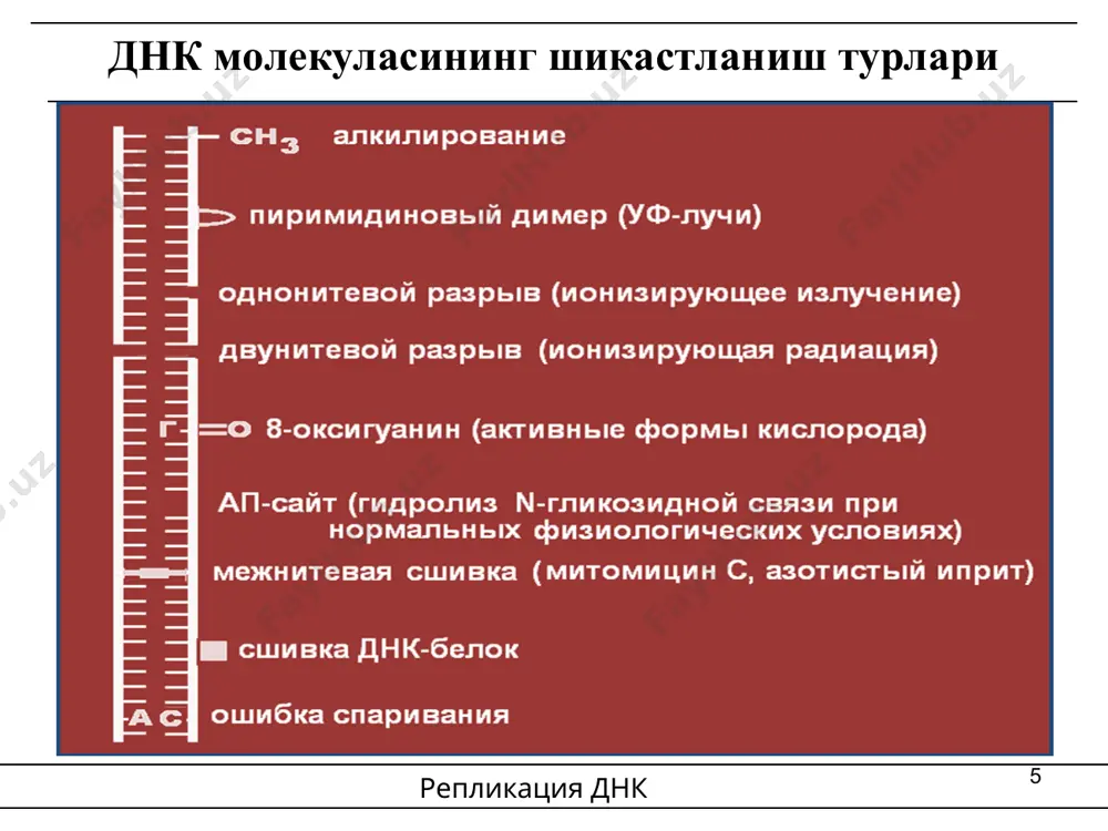 ези жадаллашган; гликолизжараёнини жадаллашиши, “варбург эффекти”; турли хил оқсил ва ферментларнинг фетал шаклларини пайдо бўлиши эмбрионал оқсиллар ва антигенларни пайдо бўлиши теломеразани фаоллашиши плазматик мембрана оқсилларини ўзгариши нормал хужайра плазматик мембранаси ўсма хужайралар плазматик мембранаси протоонкогенлар: организмни ўсиши ва ривожланишида марказий рол ўйновчи генлар; онкогенлар: ўсмалар ривожланишига олиб келувчи генлар (jun, fos, myc, myb, erba); ген супрессорлар: хужайралар ўсиши ва бўлинишини ингибирловчи генлар (rb1, p53, p21, p16, p15, wr1); мутацион назария инвазия ва метастазланиш мембраналараро матрикс хисобига қон томир ёки лимфа томирларга етиб боради; улар мембранасидан ўтиб бўшлиқга тушади; оқсиллар ва қон хужайралари билан ташилади қон томир деворига ёпишади ва тескари йўналишда инвазияланувчи тўқимага қараб харакатланади; уларга ёпишиб метастазларни келтириб чиқади терапия гормонозависимого рака механизм возникновения множественной лекарственной устойчивости