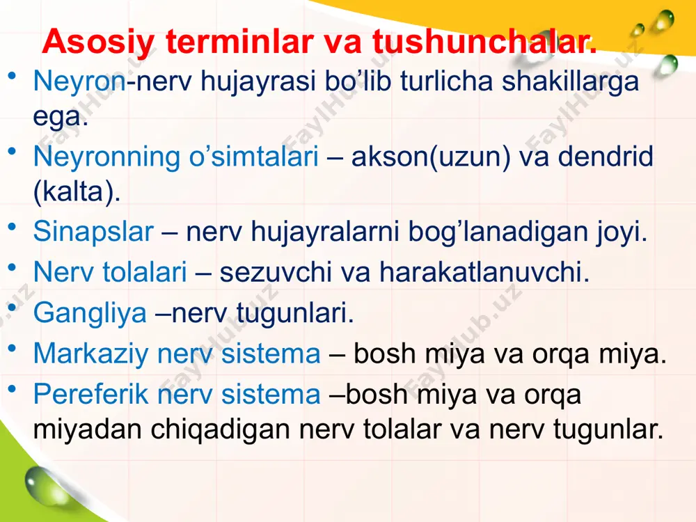 1. nerv 2. nerv tuguni 3. nerv tola ohxiri (reseptorlar) 4. sinaps. 2 3 4 1 nerv sistema fiziologiyasi. nerv tolasining asosiy xususiyati: qo'zg'aluvchanlik va o’tkazuvchanlik. ba’zi nerv tolalari har lahzada bir necha o'ndan ortiq impuls o'tkazsa, boshqalari 500 tagacha impuls o'tkazadi. ingichka nerv tolalari yo'g'on tolalarga nisbatan tezroq charchay nerv tolasi charchaganda biotoklarning kuchi o'zgaradi. qo'zg'alish impulsining tarqalishi 2-3 marta susayadidi. nerv tolasidan ta’sir o'tishi uchun u fiziologik normal holatda bo'lishi shart. nerv tolasi qattiq sovitilsa yoki o'tkir zaharlansa, nerv impulsini o'tkazmaydi. aralash nervlar tarkibidagi harakatlantiruvchi sezuvchi nervlar esa impulsni bo'lib-bo'lib o'tkazadi. impulslarni bu xilda ajralgan holda o'tkazilishi nervning miyelin qavat bilan qoplanishiga sabab bo'ladi. nerv tolasi qirqilganda nerv hujayrasi tanasi tomondan o'sa boshlaydi. nerv tolasining qayta tiklanishi bilan impuls o'tishi ham qayta tiklanadi. 17 синапс (продолжение) sinaps (grek.qopliman —o’rash,qoplash) — ikki neyron orasidagi tutashadigan joyiga aytiladi. bu terminni 1897 yiliingliz fiziologi charliz sherrington fanga kiritgan. bir nerv tolasidan …