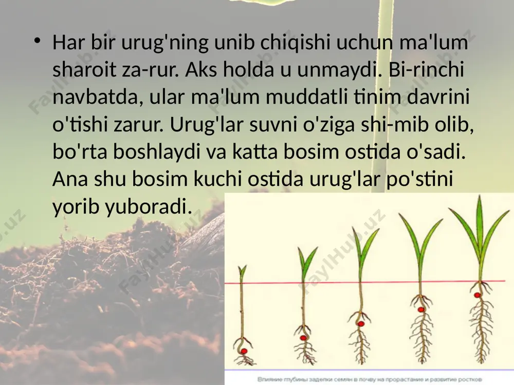 urug'larning unib chiqishi. 6 - sinf - Page 5
