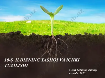 ildizning tashqi va ichki tuzilishi. 5 - sinf — PPT