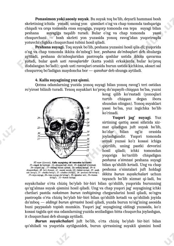 uyaklardan tashkil topgan. pastda va orqada yotadigan hamda umurtqa pog’onasi bilan birlashadigan toq ensa suyagi uning asosi bo’lib xizmat qiladi; yuqoridan o’ng va chap tomonda ensa suyagiga ikkita juft tepa suyaklari, ikki yon tomonda ikkita juft chakka suyaklari taqalib turadi; chakka suyaklaridan oldinda, chakka chuqurchalari deb ataladigan joyning tubida o’ng va chap tomonda kalla suyagining ponasimon toq suyakdan hosil bo’lgan va oldingi tomonda peshana suyagi bilan chegaralanib turadigan kichikroq qismlari yotadi. (ponasimon suyakning o’zi bosh skeletinnng ichkarisida yotadi va plastik anatomiyada o’r-ganilmaydi.) kalla suyagining miya qismi oldingi tomonda pe-shana suyagi bilan tutashadi. ensa suyagi (14-rasm). ensa suyagiiing kattagina bo’ladigan eng pastki toq qismi bo’yinning ichkarisida yota.di va tashqi tomondan ko’rinmaydi ham, qo’lga unnamaydi ham. uning bu qismi umurtqa pog’onasining ustki qismiga taqalib turadi. unda katta ensa teshigi bor, kalla suyagining bo’shlig’i shu teshik orqali umurtqa pog’onasi kanali bilan tutashadi — bu joyda bosh miya orqa miyaga o’tadi. chakka suyagi. juft …
