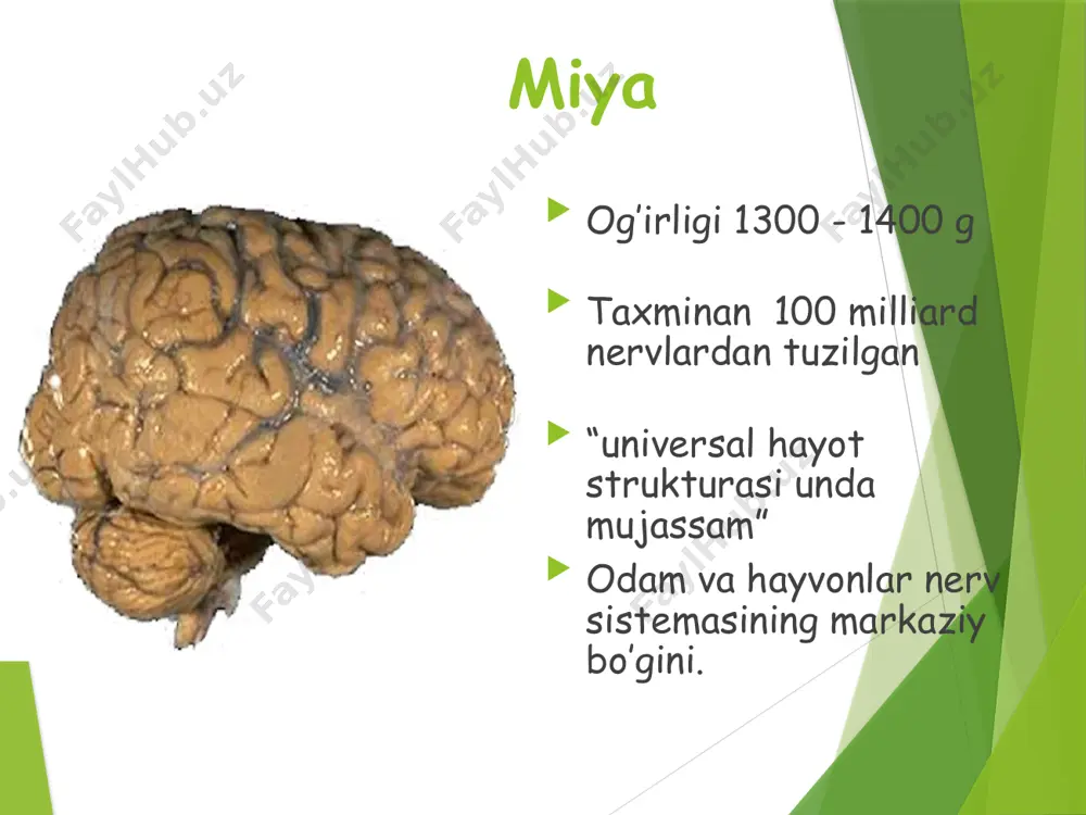 nsa tepa 12 bosh miya yarim sharlari 2 qismdan iborat 1 kulrang moddadan tashkil topgan tashqi qism 2 oq moddadan tashkil topgan ichki qavat bosh miya po`stlog`ining mikroskopik tuzilishi i-eng ustki qavat, nerv hujayralarining kalta o`simtalaridan tashkil topgan; ii- donodor hujayralar; iii-piramidasimon hujayralar; iv - yulduzsimon hujayralar; v - piramidasimon yirik hujaylar; vi-duksimon hujayralar birinchi, ya'ni miya po'stlog'ining eng ustki qavati nerv hujayralarining kalta o'simtalaridan tashkil topgan; -2- qavatida donasimon nerv hujayralari joylashgan; - 3- qavatda piramidasimon hujayralar bo'ladi; - 4- qavat yulduzsimon tuzilgan nerv hujayralaridan iborat; - 5-qavatni yirik piramidasimon hujayralar tashkil qiiadi; - eng pastki, ya'ni 6- qavatda duksimon nerv hujayralari joylashgan. www.arxiv.uz bosh miyaning tashqi ko’rinishi 1-uzunchoq miya 2-miyacha 3-boshmiya yarim sharlarining ko’rinishi miya yarim sharlari frontal lobes- peshana gapirish muskullarning harakati va qaror qabul qilish ijro qiluvchi qism parietal lobes-tepa sezgilarni o’z ichiga oladi 17 the cerebral cortex is organized or divided into 4 regions or …
