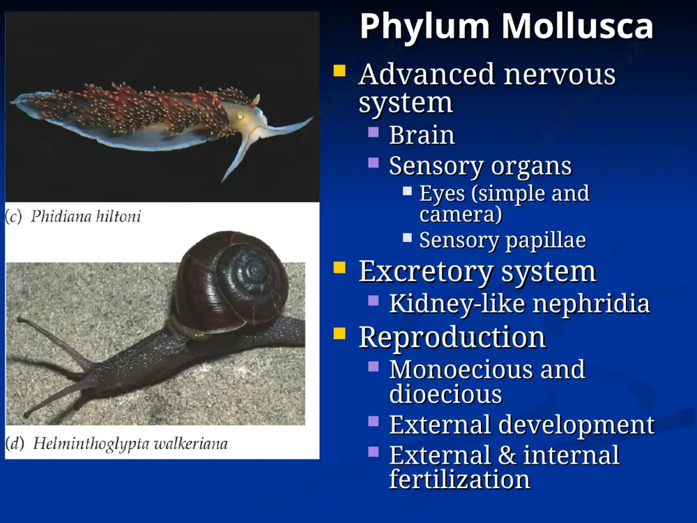 phylum mollusca - Page 5