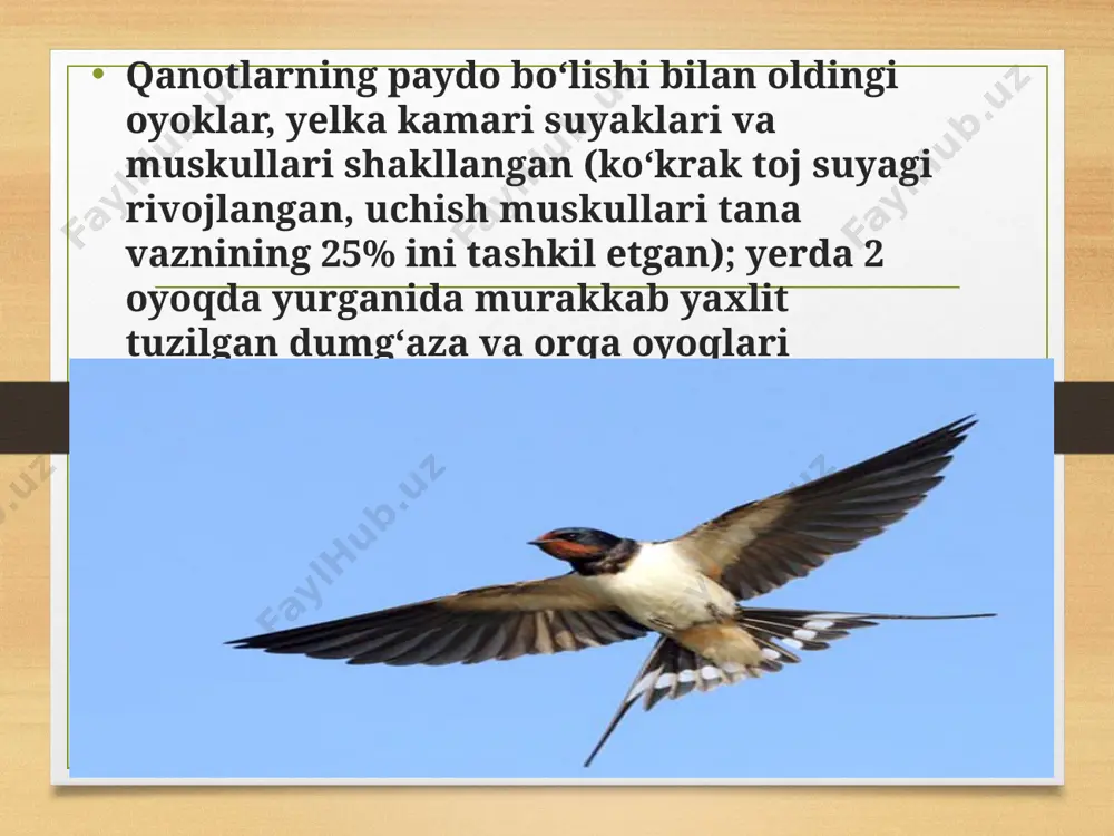 qushlar migratsiyasi - Page 4