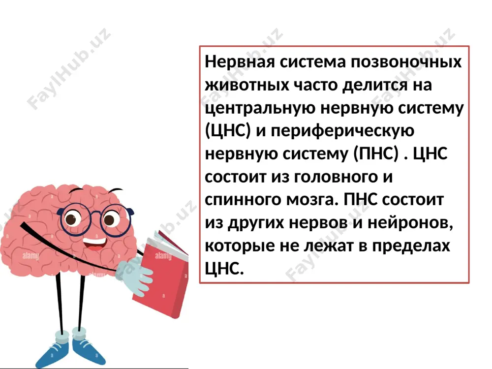 функции головного и спинногомозга - Page 3