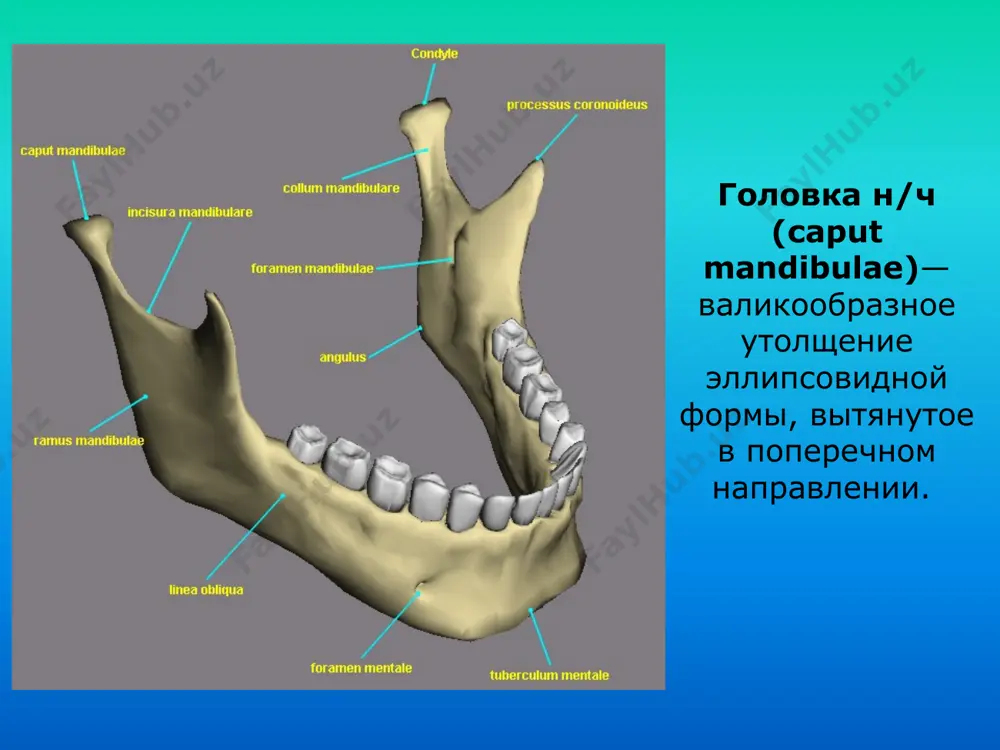 - на моделях челюстей, установленных в артикулятор. электромиография - результаты записи движений нижней челюсти объективно демонстрируют смещение ее в сторону пораженного сустава. рентгенография сустава при артрозе уплощение головки и уменьшение ее высоты; экзофитные разрастания, изменение формы (крючок, булавовидная, остроконечная); сужение рентгеновской суставной щели. на кт: появление эрозии в кортикальном слое суставной поверхности головки и суставного бугорка, склероз кости. пальпация суставов метод проведения: сравнительная пальпация через переднюю стенку слухового прохода в положении полного смыкания зубов, при открывании и широко открытом рте определяют: характер изменения формы сустава, звуки, наличие флюктуации или крепитации. рентгенография укладки по пордесу — парману или по шюллеру, телерентгенография, томография (подозрение на артроз) контрастная рентгенография мр-томография (капсула, диск, связки) спасибо за внимание! image1.jpeg image2.jpeg image3.jpeg image4.png image5.jpeg image6.jpeg image7.jpeg image8.png image9.jpeg image10.jpeg image11.jpeg image12.jpeg image13.jpeg image14.gif image15.png image16.jpeg image17.gif image18.jpeg image19.png image20.png image21.png image22.png image23.jpeg image24.jpeg image25.jpeg image26.jpeg image27.jpeg image28.jpeg /docprops/thumbnail.jpeg