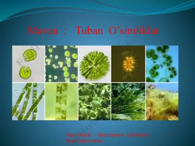 tuban o’simliklar — PPTX