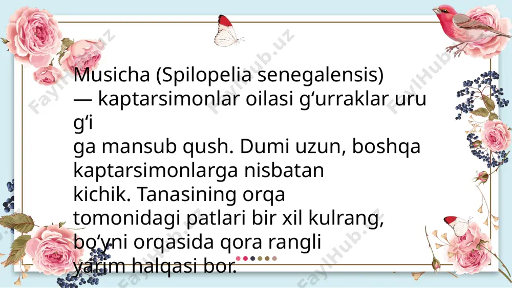 musicha (spilopelia senegalensis) - Page 5
