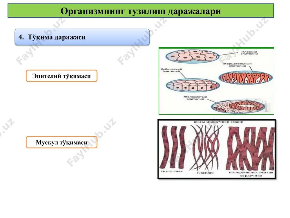расида бибихон холниѐзова – 114 ѐшда (қорақалпоғистон), пошша юсупова – 112 ѐшда (қорақалпоғистон), сафара хакимова – 128 ѐшдалиги (қорақалпоғистон) қайд қилинади[1],[2]. шунингдек, республикамизда эркакларнинг ўртача ѐши – 73,5 ѐш ва аѐлларнинг ўртача ѐши – 75,8 ѐшни ташкил қилади. япония хитой ақш англия италия ўзбекистон россия польша украина швейцария озарбайжон қозоғистон чехия белоруссия грузия қирғизистон эстония 100 ёшдан ошган узоқ умр кўрувчиларнинг умумий сони тўти юсупова – 01.04.1880–йилда туғилган (қорақалпоғистон)[1], 2015–йилда 134 ѐшда вафот этган. болалар ўсиш ва ривожланишига таъсир қилувчи омиллар болалар гипоталамус генетик омиллар озиқ-овқат эмоция мавсум ва иқлим нерв системаси қалқонолди бези касалликлар дунёвий ўзгаришлар (замонга боғлиқ) социал- иқтисодий омиллар гетерохрания ва акцелерация ёшга оид давр деганда нима тушунилади? бу чегараланган вақт оралиғи бўлиб, организмнинг физиологик, функционал хусусиятлари, унинг ҳолати озми-кўпми бир хил даражада бўлади. даврлар бир-биридан сифат ва миқдор жиҳатидан фарк қилади. бир даврдан иккинчисига ўтиш аста-секин эмас, балки сакраш тарзида рўй беради. боланинг ўсиши ва ривожланиши …