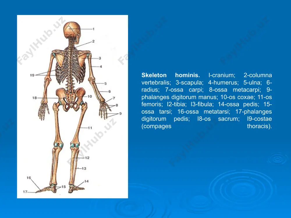 рви эгати sulcus nervi radialis хосил булади. елка суягининг пастки учида : билак суяги билан бугим хосил этувчи бошча capitulum humeri, тирсак суяги билан бугим хосил этувчи галтаксимон хосила trochlea humeri булади. шу соханинг олдинги юзасида билак суягидан хосил булган чукурча fossa radialis, тирсак суягининг тожсимон усимтасидан хосил буладиган чукурча fossa coronoidea, орка юзасида эса тирсак суягининг усимтаси бирикишидан хосил буладиган чукурча fossa olecrani булади. елка суягининг пастки учида билак мушаклари бирикадиган ички усимта epicondylus medialis ва ташки усимта epicondylus lateralis булади. билак сохасида иккита найсимон суяклар булади : ички медиал тарафда тирсак суяги ulna, ташки латерал тарафда эса билаксуяги radius жойлашади. humerus. a: 1-tuberculum majus; 2-collum anatomicum; 3-caput humeri; 4-luherculum minus; 5-sulcus inlertubcrcularis; 6-crista tuberculi minoris; 7-crista tuberculi majoris; 8-tuberositas deltoidea; 9-софи5 humeri; 10-lacies anleromedialis; 11-margo medialis; 12-tbssa coronoidea; 13-epi-condylus medialis; 14-trochlea humeri; 15-capitulum humeri; 16-epi-conclylus lateralis; 17-fossa radialis; 18-faciesanterolateralis. б; 1-caput humeri; 2-collum anatomicum; 3-tuberculum majus; 4-col-lum chirurgicum; …