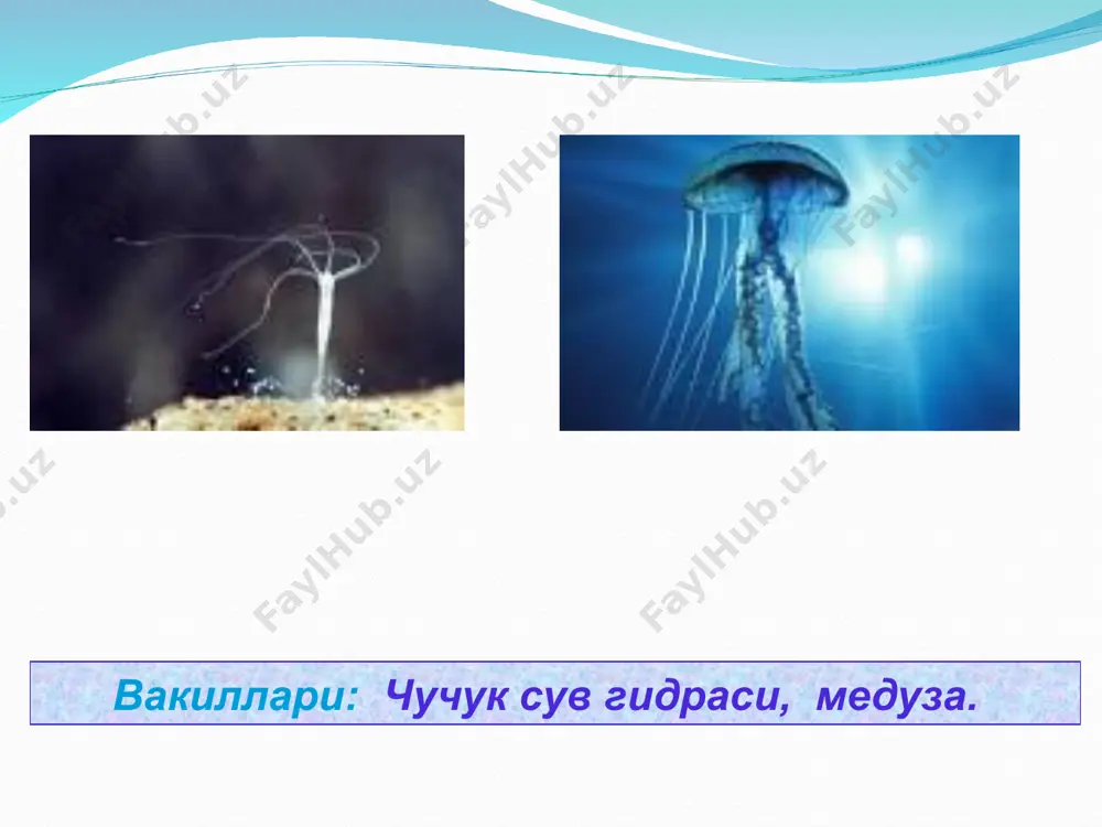 ковак ичлилар (coelenterata) типи - Page 5