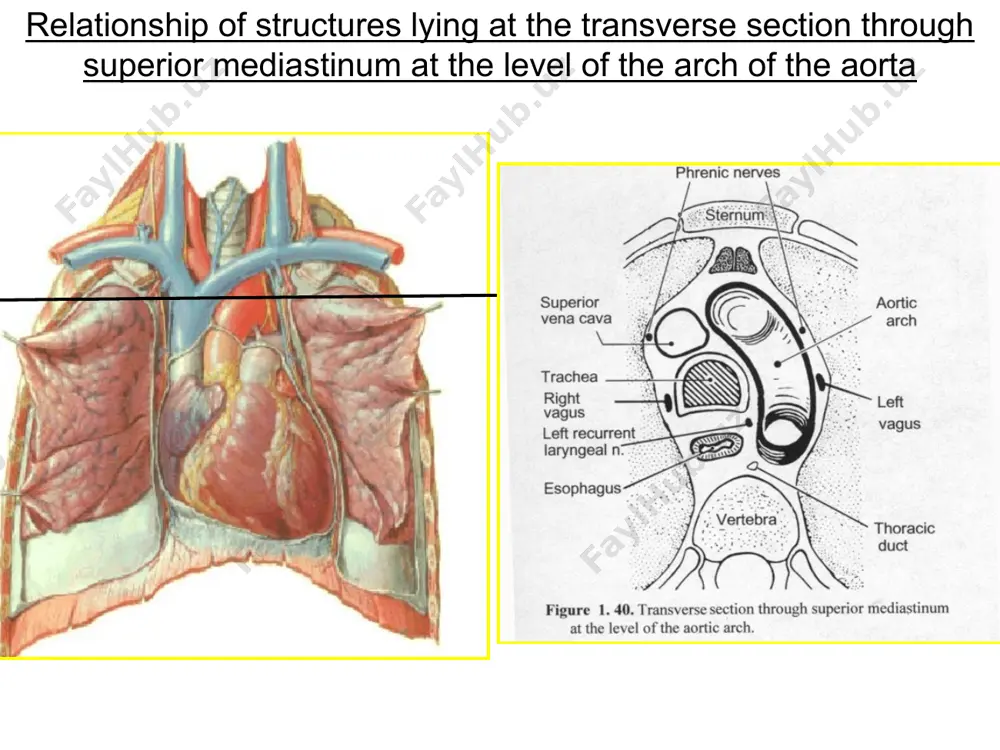 the wall of the heart chambers of the heart right and left atria - are receiving chambers they lie above the ventricles right atrium receives deoxygenated blood from the body via the svc and ivc left atrium receives oxygenated blood from the lungs via the right and left pairs of pulmonary veins right and left ventricles - are pumping chambers right ventricle pumps deoxygenated blood to the lungs via the pulmonary trunk left ventricle pumps oxygenated blood to all parts of the body via the aorta features of the right atrium (ra) auricle, a side-room of the ra openings of: svc ivc coronary sinus rt. atrioventricular (av) valve - orifice sinus venarum (smooth posterior part) pectinate muscle (rough anterior part) inter-atrial septum fossa ovalis (with the edge, limbus fossa) crista terminalis divides the smooth & rough parts of rt. atrium svc ivc opening for coronary sinus right av valve features …