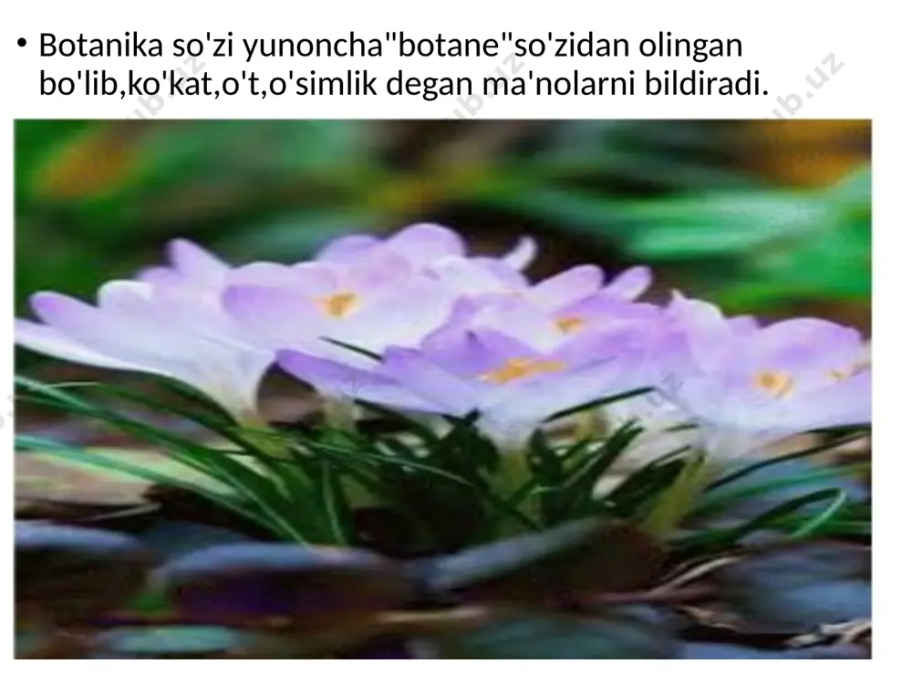 botanika-o'simliklar haqidagi fan - Page 2
