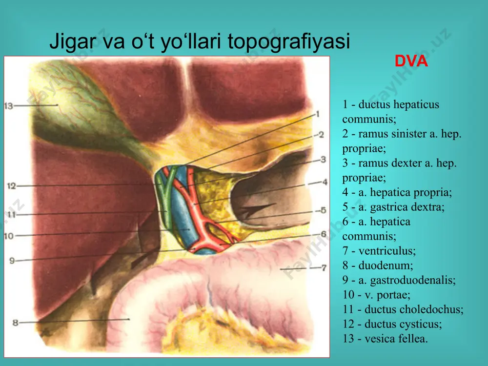 o‘t tosh kasalligi va uning asosida kelib chiqadigan kasalliklar - Page 5