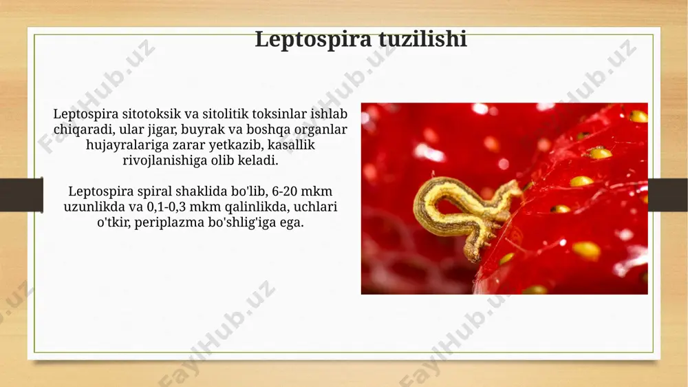 infektsiyaning asosiy manbai hayvonlarning siydig'idir. leptospira tarqalishi ning laboratoriya tashxisi mikroskopiya, pcr va mat kabi bir nechta usullar yordamida amalga oshiriladi, bu testlarning sezgirligi 90% dan yuqori bo'lishi mumkin. qon ketish isitmasi laboratoriya diagnostikasi qon ketish isitmasi diagnostikasida elisa testi virusga qarshi igm va igg antitellarini aniqlash uchun qo‘llaniladi, natijalar 95% sezuvchanlik va 99% o‘ziga xoslik bilan tavsiflanadi. serologik tekshiruvlar, masalan, neytralizatsiya testi, virusning antijenlari bilan bemorning serumidagi antitellar o'rtasidagi reaksiyani aniqlash orqali, kasallikning o'tkir yoki surunkali shaklini farqlashga yordam beradi, bu testning aniqligi taxminan 80-90%. qon ketish isitmasi patogenezi qon ketish isitmasi patogenezi virusning tomir devoriga yopishib, endoteliy hujayralarini shikastlashi va o'tkazuvchanligini oshirishi orqali 2-7 kun ichida rivojlanadi, bu esa qon ketishiga olib keladi. virusning ko'payishi natijasida sitokinlar va yallig'lanish mediatorlarining haddan tashqari ajralib chiqishi, toksik moddalar ta'siri va koagulyatsiya tizimining buzilishi qon ketishining og'irligiga ta'sir qiladi. e'tiboringiz uchun rahmat @taqdimot_robot image7.jpg image8.jpg image9.jpg image10.jpg image11.jpg image12.jpg image13.jpg image14.jpg …