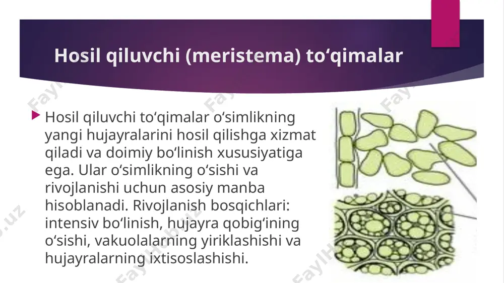 oʻsimliklarning toʻqima sivaularning klassifikatsiyasi - Page 4
