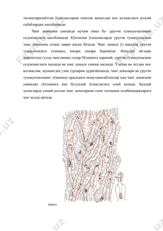 вариантларидаги мос келмаслик ҳолатларида рўй беради. ингибирланиб ўсишдан тўхтаган чанг найи тармоқланади ёки букилади, бу ҳолат унинг учки қисмида кучлироқ кузатилади (г; расм). чанг найининг учки қисмини бўкилиши ёки шишиб кетиш ҳолати биринчи марта datura туркумининг турларида тавсифланган. шундан бери аномал ўзгаришли чанг найларни ҳосил бўлиши, буғдой, маккажўхори, гречка, каноп, беда ва бошқа кўплаб ўсимликларда узоқ турларни чатиштиришда кузатилган. чанг донасининг ўсишида унинг учки қисмини 1800с ўзгариши аномал ҳисобланиб, буғдой, тамаки, помидор ва бошқа туркумлардаги турларни ўзаро дурагайлашларда кузатилган (г; -расм). дурагайлашни мувоффақиятли, самарали ўтиши уруғчи устунча қисмининг узунлигига ҳам боғлиқ. бир турга мансуб ўсимликларда бу ҳолатдаги нисбатлар бузилади. уруғчининг устунчаси узун бўлган ўсимликларни, устунчаси қисқа бўлган ўсимлик гул чанглари билан чанглантирилса, одатдаги ижобий натижа кузатилмайди. аксинча, узун устунчали чанг найли ўсимликни устунчаси қисқа бўлган ўсимлик билан чатиштирилганда самарали бўлади (расм, в). одатда айнан битта чатиштиришнинг турли комбинациялари доирасида ҳам айрим чанг найларининг ўсмай қолиши ёки най узунлигини турли қисмларини …